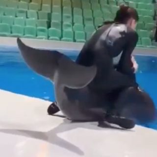 Trainer rides dolphin Dubai Dolphinarium