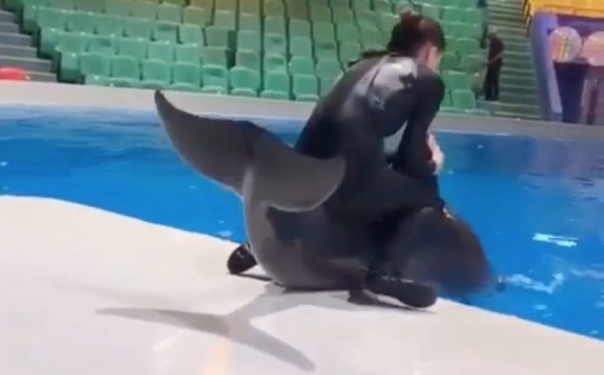 Trainer rides dolphin Dubai Dolphinarium
