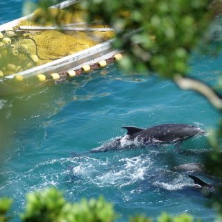 Dolphins panic as nets are drawn around them, preventing escape, Taiji, Japan.