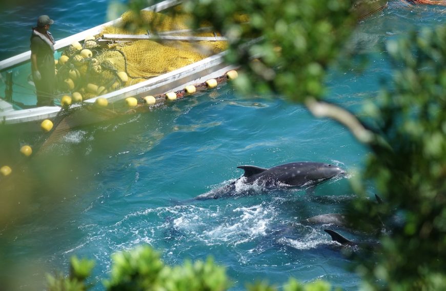 Dolphins panic as nets are drawn around them, preventing escape, Taiji, Japan.