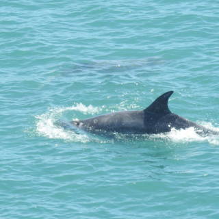 Risso’s dolphins slaughtered in first successful hunt of Taiji’s 2019/20 drive season, Taiji, Japan. Credit: DolphinProject.com