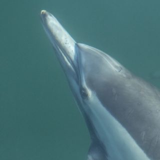Locking eyes with a wild common dolphin