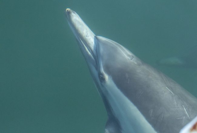 Locking eyes with a wild common dolphin