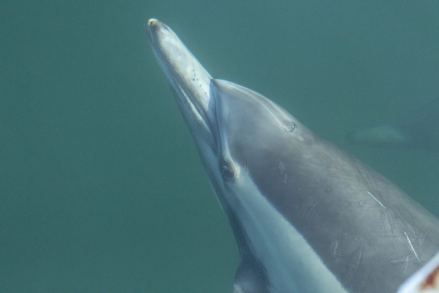 Locking eyes with a wild common dolphin