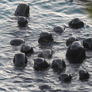 Pilot whale slaughter and captive selection, Taiji, Japan