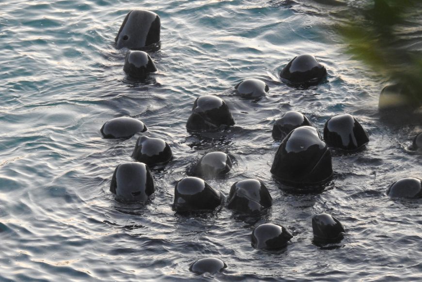 Pilot whale slaughter and captive selection, Taiji, Japan