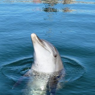 Rambo, one of two dolphins confiscated from the Melka Hotel, Bali, Indonesia