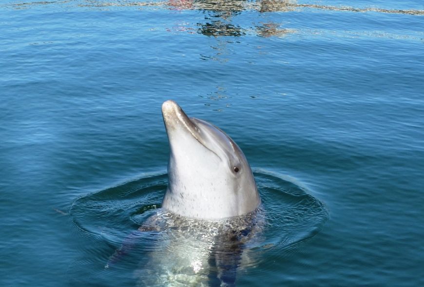 Rambo, one of two dolphins confiscated from the Melka Hotel, Bali, Indonesia