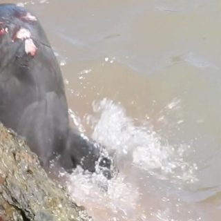 Deeply gashed, scraped and bleeding, a young pilot whale throws itself onto the rocks after being driven into the Cove, Taiji, Japan
