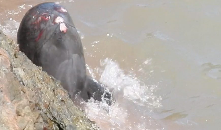Deeply gashed, scraped and bleeding, a young pilot whale throws itself onto the rocks after being driven into the Cove, Taiji, Japan