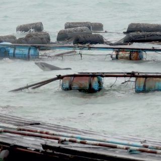 Captive dolphin pummeled by wind, waves and debris before Typhoon Hagibis makes landfall.