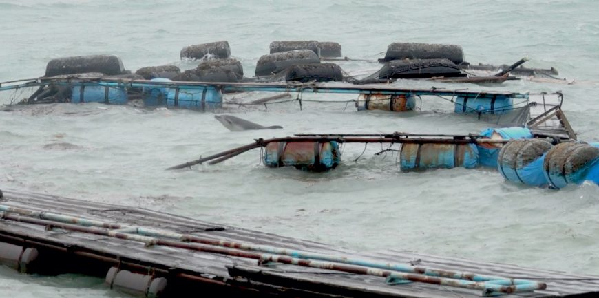 Captive dolphin pummeled by wind, waves and debris before Typhoon Hagibis makes landfall.