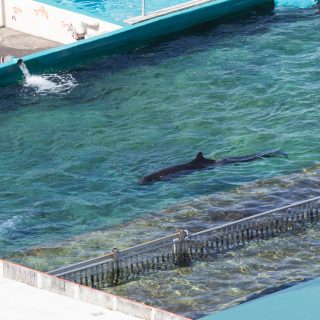 Kina at Sea Life Park, Hawaii.