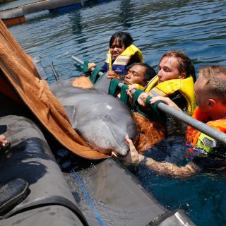 Johnny is carefully placed into his forever home, Bali, Indonesia.