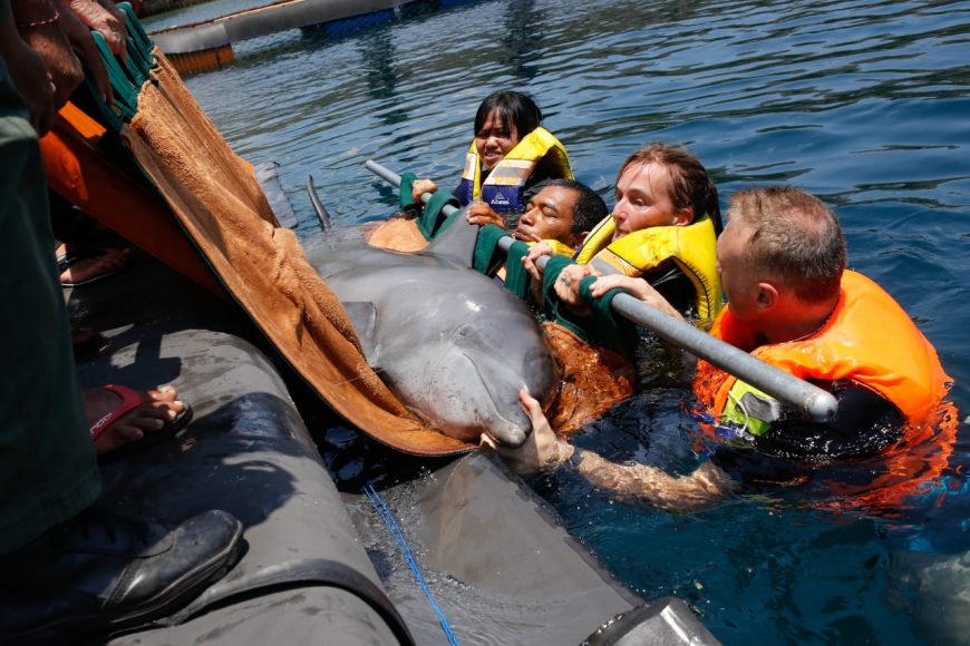 Johnny is carefully placed into his forever home, Bali, Indonesia.