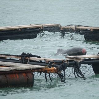 Captive pilot whale with visible skin anomaly/wound on its head, Taiji, Japan.