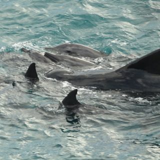 A pod of rough-toothed dolphins and a lone pilot whale are driven into the Cove, Taiji, Japan