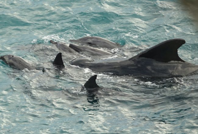 A pod of rough-toothed dolphins and a lone pilot whale are driven into the Cove, Taiji, Japan