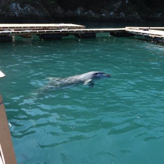 “Life” in captivity is no life at all, Taiji Whale Museum, Japan