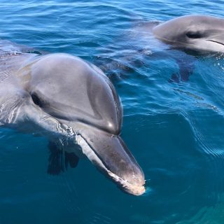 Johnny and Dewa rehabilitate in the Bali Sanctuary, Indonesia