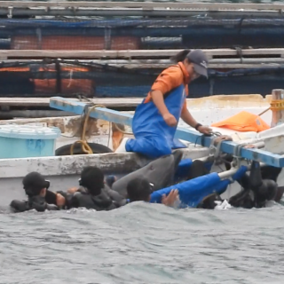 Trainer physically subdues captive bottlenose dolphin, Taiji, Japan