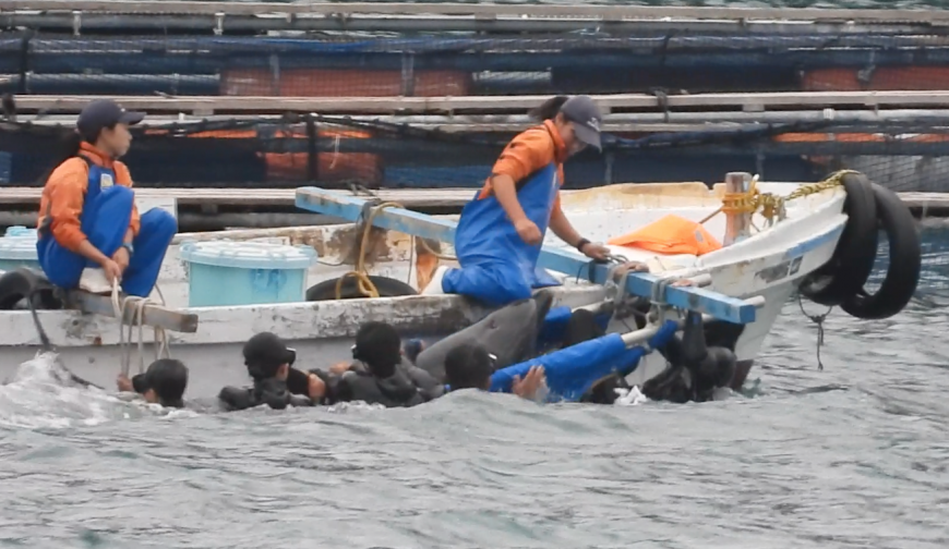 Trainer physically subdues captive bottlenose dolphin, Taiji, Japan
