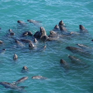A pod of melon-headed whales is driven into the Cove, Taiji, Japan