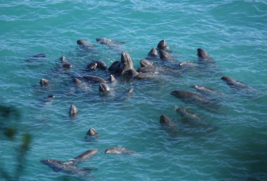 A pod of melon-headed whales is driven into the Cove, Taiji, Japan