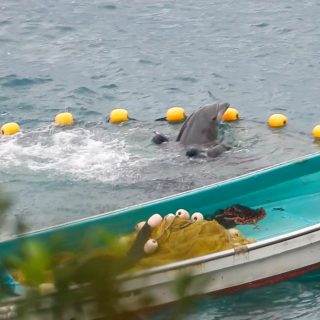 Bottlenose dolphin captive selection, Taiji, Japan