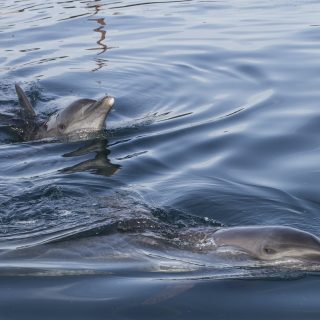 Rambo and Rocky swim in the Bali Dolphin Sanctuary pen, Indonesia.
