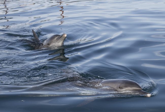 Rambo and Rocky swim in the Bali Dolphin Sanctuary pen, Indonesia.