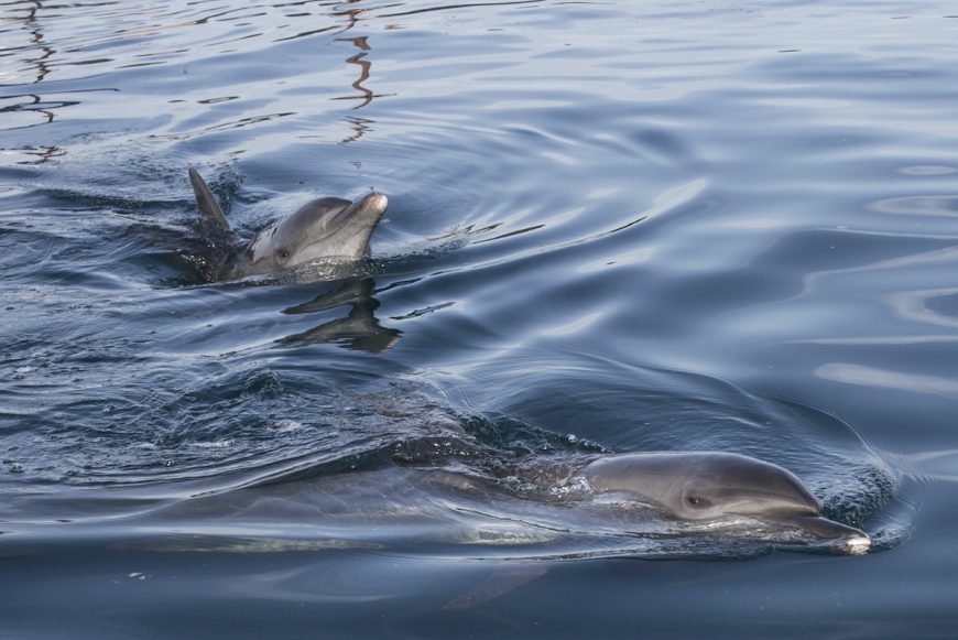Rambo and Rocky swim in the Bali Dolphin Sanctuary pen, Indonesia.
