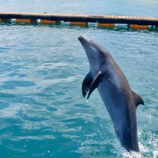Jumping for joy at Bali Dolphin Sanctuary, Bali Indonesia