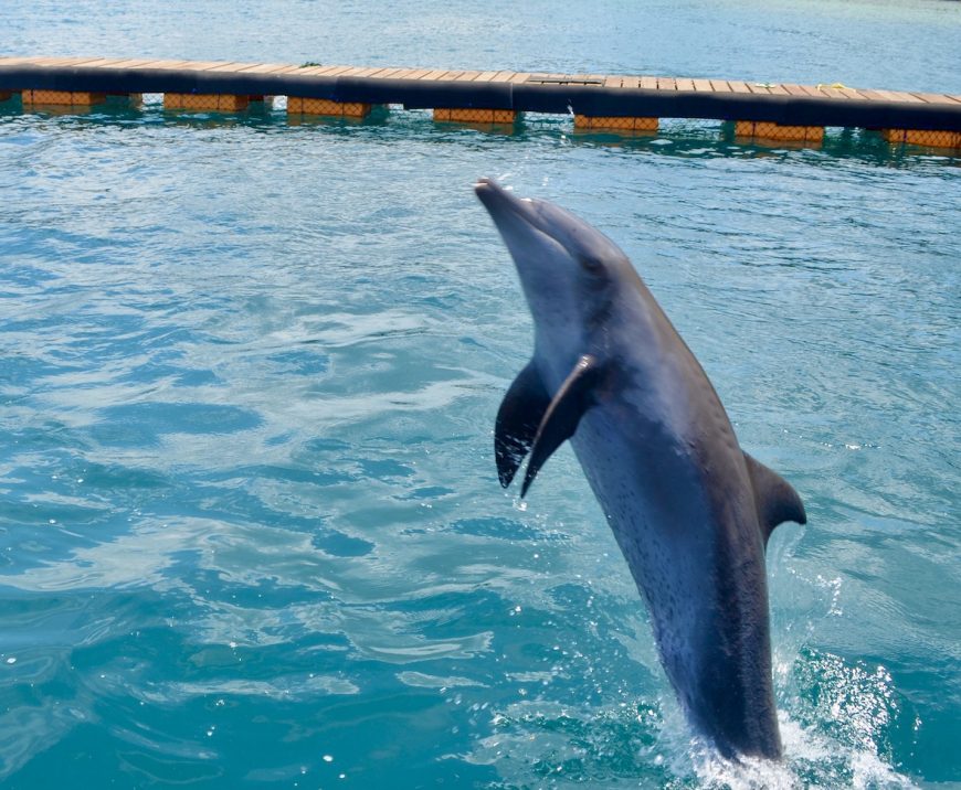 Jumping for joy at Bali Dolphin Sanctuary, Bali Indonesia