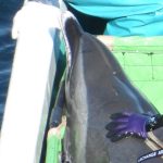Captured pantropical spotted dolphin