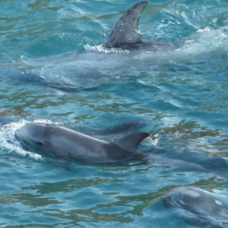Risso's dolphin calf
