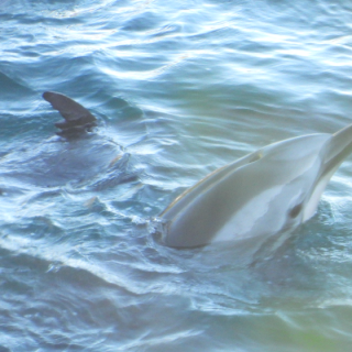 striped-dolphin