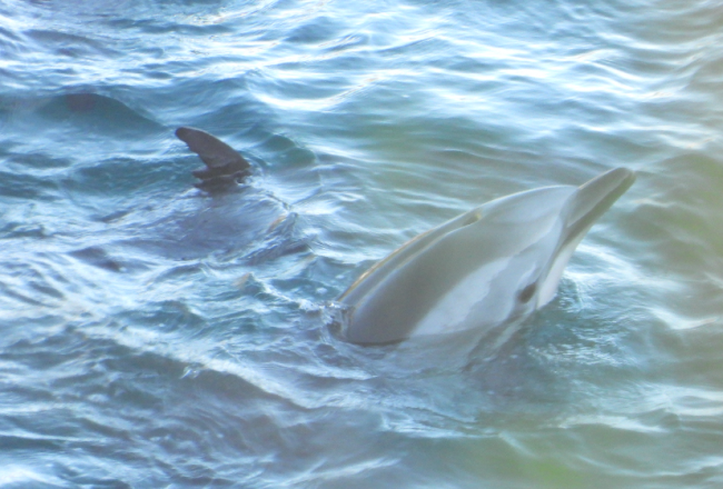 striped-dolphin