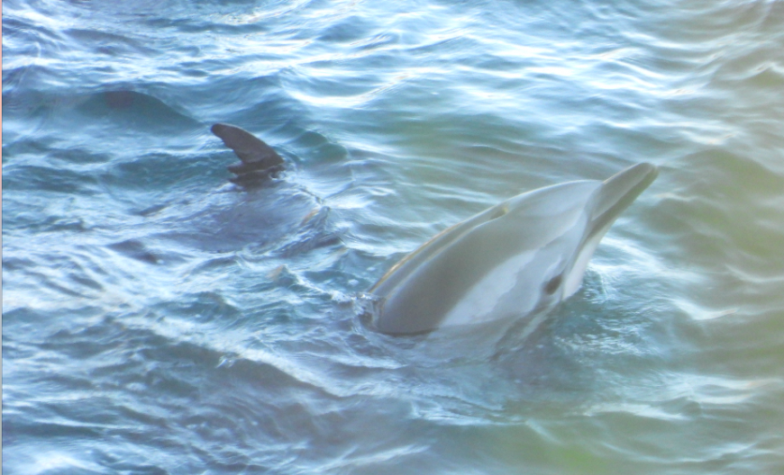 striped-dolphin