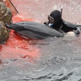 Dolphin Project Cove Monitors document gruesome injury to dolphin’s upper jaw after being driven into the Cove to be slaughtered, Taiji, Japan.