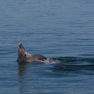 Wild and free bottlenose dolphin, Florida