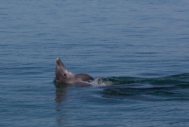 Wild and free bottlenose dolphin, Florida