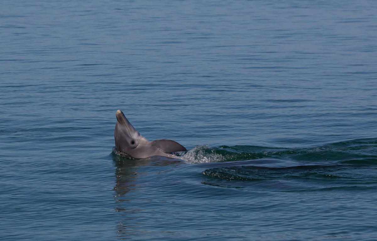 Wild and free bottlenose dolphin, Florida