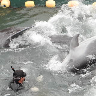 Wild dolphins panic amid capture