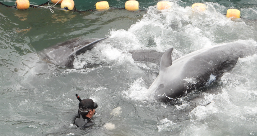 Wild dolphins panic amid capture