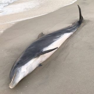 Dead dolphins in Florida