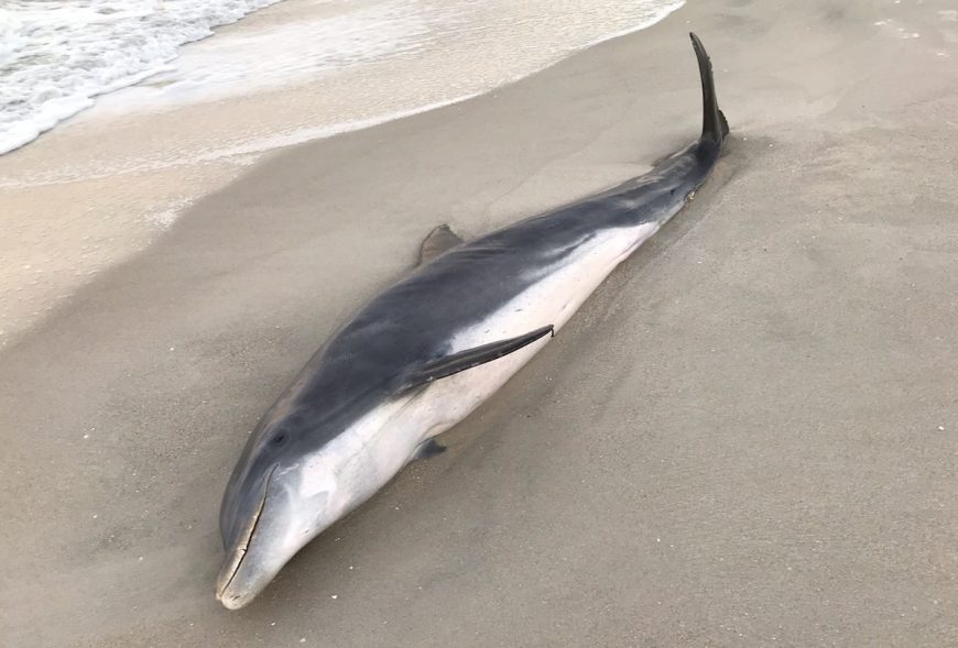 Dead dolphins in Florida