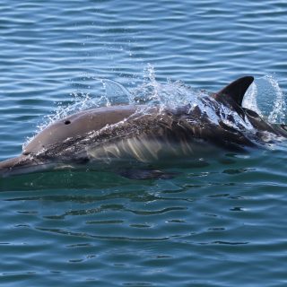 Long-beaked common dolphin