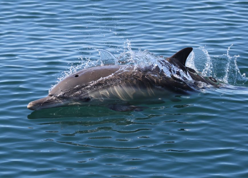 Long-beaked common dolphin