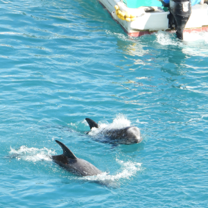 Rissos dolphins harassed by hunter's skiff Rissos dolphins harassed by hunter's skiff